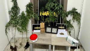 Evlerinde uyuşturucu yetiştiren karı- kocaya gözaltı