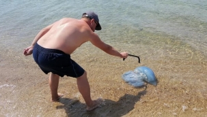 Foça sahillerinde dev deniz anaları