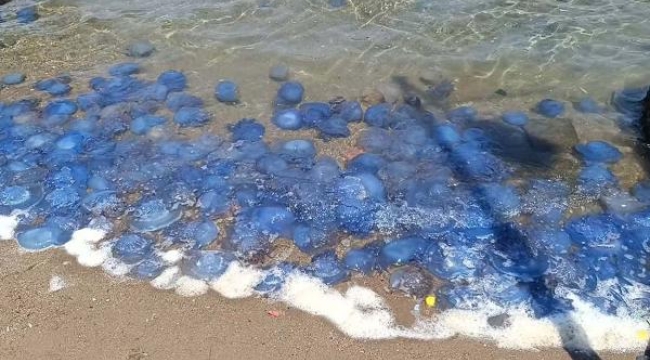 Foça'daki dev denizanalarının sebebi kirlilik