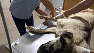 Hayvanseverin beslediği köpek tüfekle öldürüldü