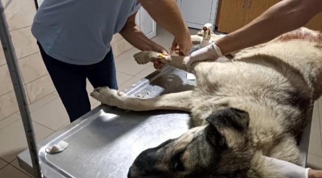 Hayvanseverin beslediği köpek tüfekle öldürüldü