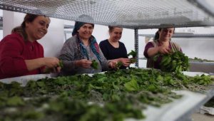 İpek böcekçiliği ve ipekli dokuma geleneği sürdürülüyor