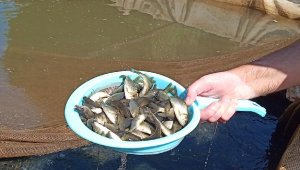 İzmir sularına 5 milyon yavru sazan bırakıldı