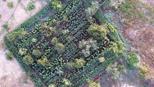 İzmir'in 4 ilçesinde uyuşturucu tarlaları