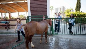 Karşıyaka'da 20 bin çocuk binicilik sporuyla tanıştı