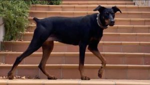 Kayıp ekonomistin köpeği, 74 gün sonra eve döndü