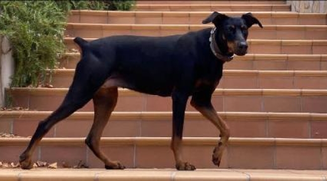 Kayıp ekonomistin köpeği, 74 gün sonra eve döndü