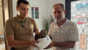 Köy muhtarı yaralı bulduğu şahini yetkililere teslim etti