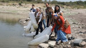 Manisa sularına 890 bin yavru sazan