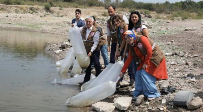 Manisa sularına 890 bin yavru sazan