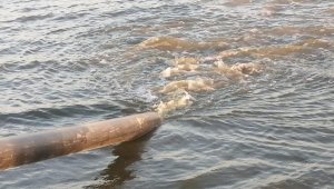 Manyas Gölü'ne sazan balığı yavruları bırakıldı