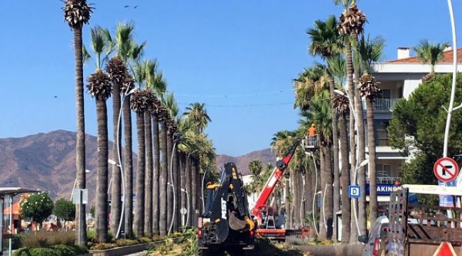 Marmaris'te palmiye ağaçlarına bakım sürüyor