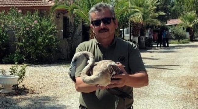 Muğla'da yorgun düşen flamingo tedaviye alındı