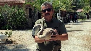 Muğla'da yorgun düşen flamingo tedaviye alındı