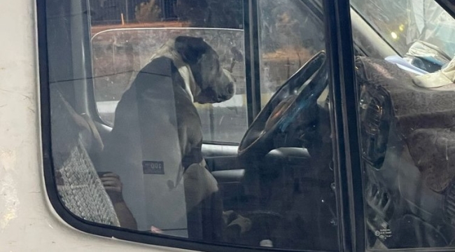 Pitbull yüzünden 6 saat aracına binemedi