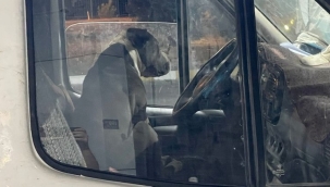 Pitbull yüzünden 6 saat aracına binemedi