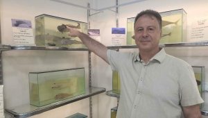 Plajlarda 'trakonya' tehlikesi