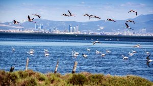 Saniyede 30 milyon mikroplastik Ege'ye karışıyor