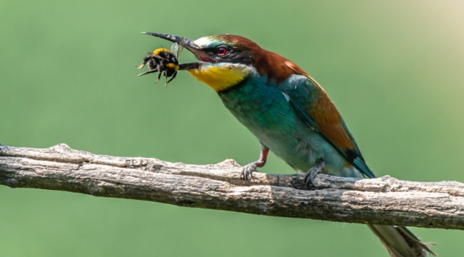 Sayısı artan arı kuşları, arı popülasyonunu olumsuz etkiliyor