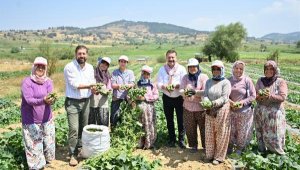 Sındırgı'da kornişon hasadı