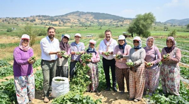 Sındırgı'da kornişon hasadı