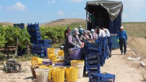 Sultaniye üzümde ihracat başladı, ilk TIR'lar yola çıktı