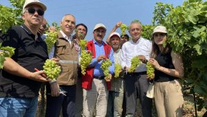 Sultaniye üzümler TIR'larla yola çıktı