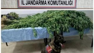 Tarlada esrar ve hint keneviriyle yakalandılar