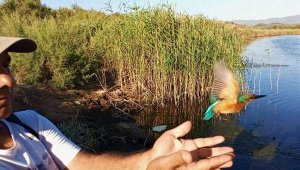 Tedavi edilen yalıçapkını doğaya salındı