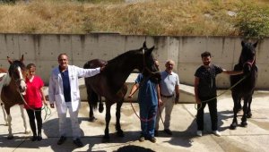 Türkiye'nin ilk 'tüp tay'ları doğacak!