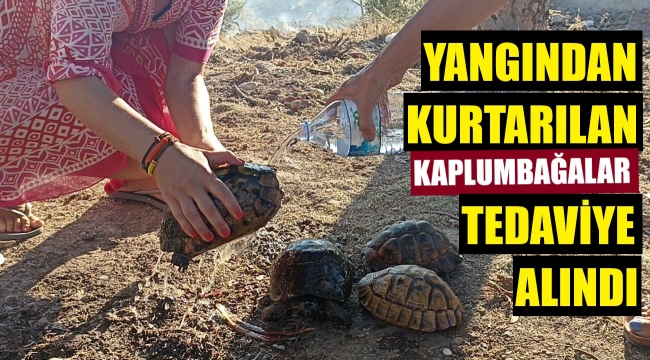 Yangından kurtarılan kaplumbağalara tedavi