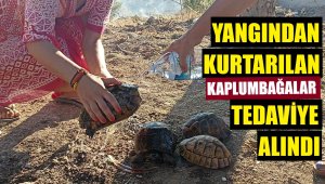 Yangından kurtarılan kaplumbağalara tedavi