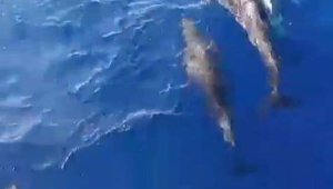 Yunus sürüsünün gösterisi görüntülendi