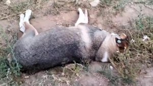 Aydın'da köpek ölümlerine inceleme