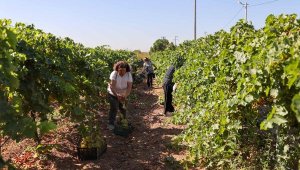 Buca'da bağ bozumu zamanı