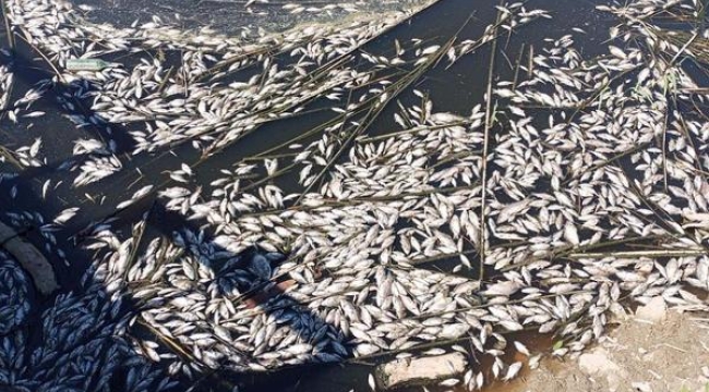 Büyük Menderes Havzası tahliye kanalındaki balıklar oksijensizlikten ölmüş