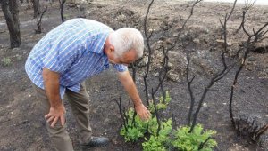 Çanakkale'de yangından 1 ay sonra bitki örtüsü yeniden yeşermeye başladı