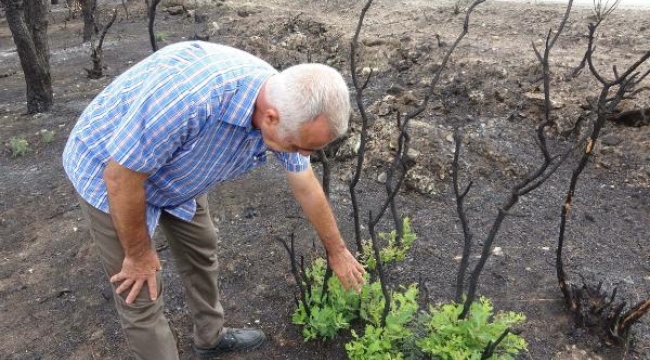 Çanakkale'de yangından 1 ay sonra bitki örtüsü yeniden yeşermeye başladı