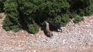 Çoban, keçiye saldıran çakalı dronla görüntüledi