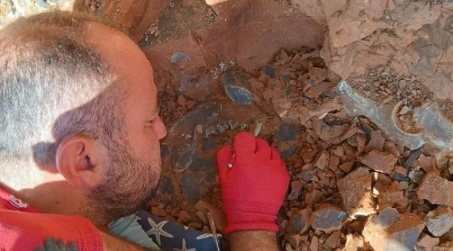 Denizli'de, 9 milyon yıl önceye ait kirpi bulundu