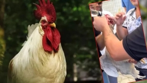 Düğünde horoza içki içirdiler