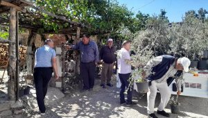 Edremit'ten Çanakkale'ye 250 zeytin fidanı