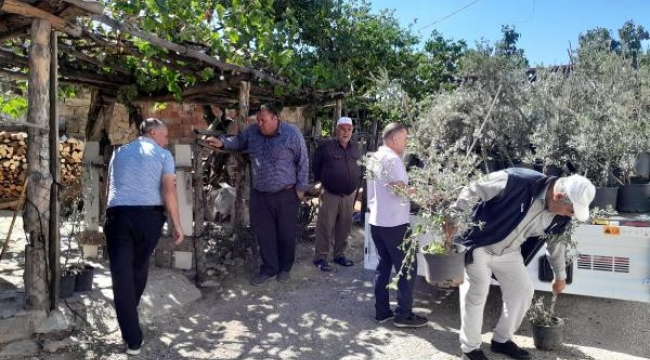 Edremit'ten Çanakkale'ye 250 zeytin fidanı