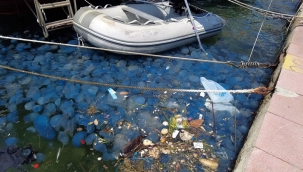 Foça'dan sonra Çeşme'de denizanası istilası