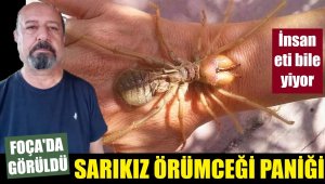 Foça'da insan eti yiyen örümcek paniği
