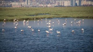 İzmir, Gediz Deltası projesiyle Ufuk Avrupa Programı'nı kazandı