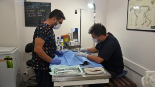 Karabağlar Üçyol Hayvan Sağlığı Merkezi hijyen kısırlaştırma