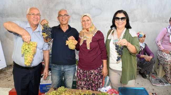 Kavacık Üzüm Festivali başlıyor