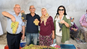 Kavacık Üzüm Festivali başlıyor