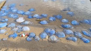 Mavi denizanaları korku salıyor